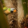 Alexandr ruzovy - Psittacula alexandri - Red-breasted Parakeet 5377